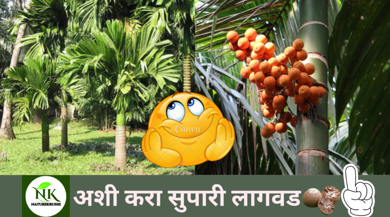 Cultivation of Areca nut naturekrushi