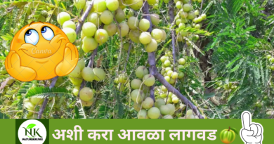 Cultivation of Amla naturekrushi