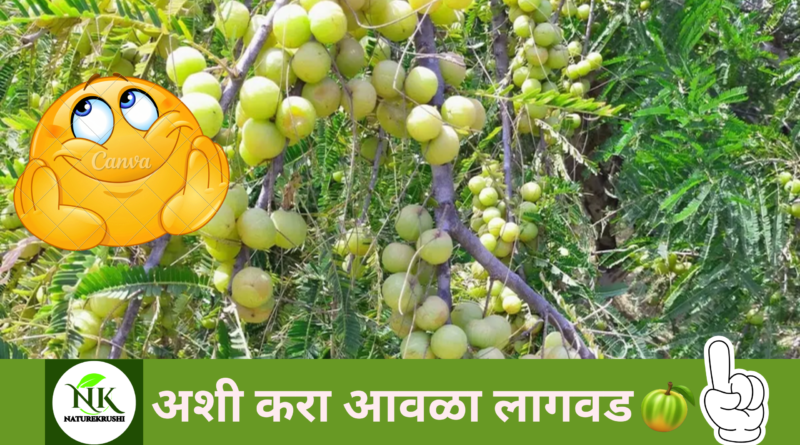 Cultivation of Amla naturekrushi