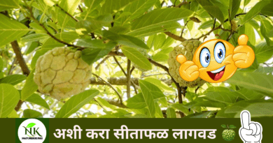 Cultivation of Sitafruit-naturekrushi