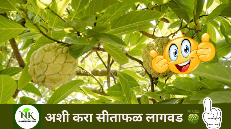 Cultivation of Sitafruit-naturekrushi