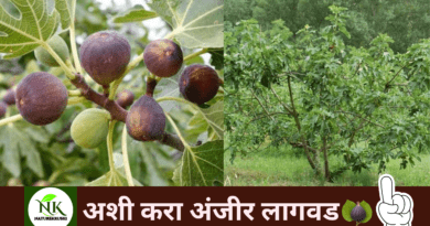 Cultivation of fig naturekrushi.png