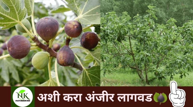 Cultivation of fig naturekrushi.png