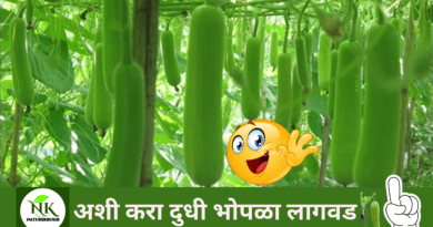 Cultivation of milk pumpkin naturekrushi.png