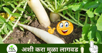 Cultivation of radish naturekrushi.png