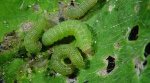 Beet Lagwad In Marathi naturekrushi