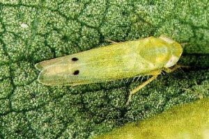 Beet Lagwad In Marathi naturekrushi