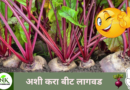 beet plant naturekrushi.png