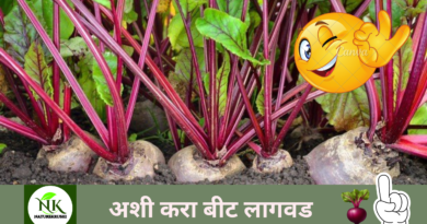 beet plant naturekrushi.png