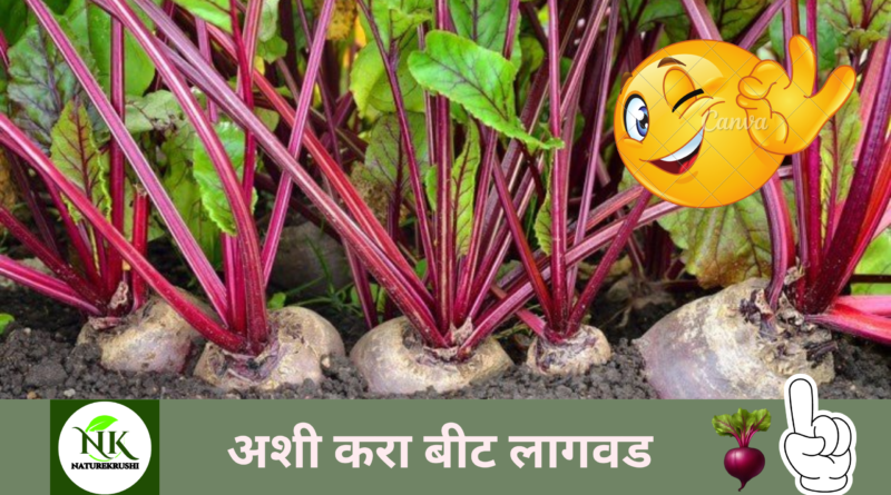 beet plant naturekrushi.png