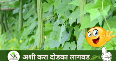 Cultivation of Dodka naturekrushi