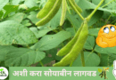 Cultivation-soyabean-naturekrushi