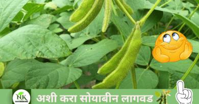 Cultivation-soyabean-naturekrushi