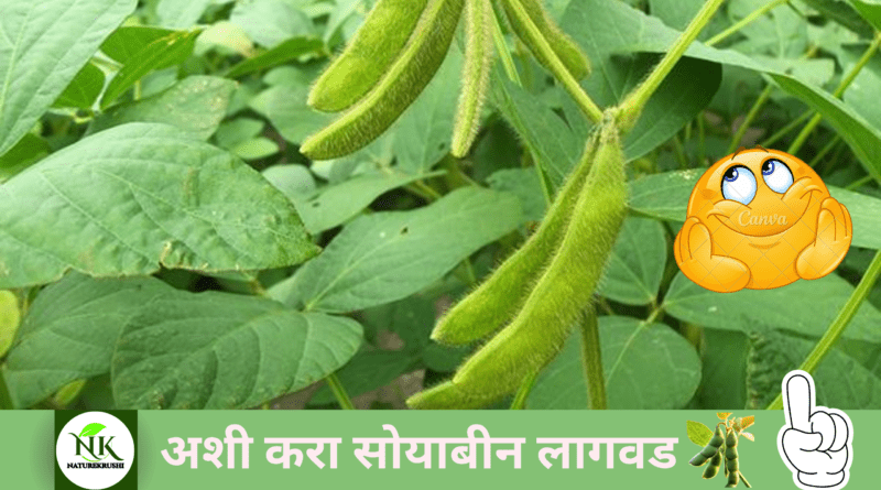 Cultivation-soyabean-naturekrushi