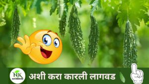 Cultivation-of-karli-naturekrushi