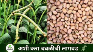 Chawali Lagwad In Marathi