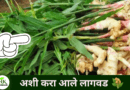 Ginger cultivation-naturekrushi.png