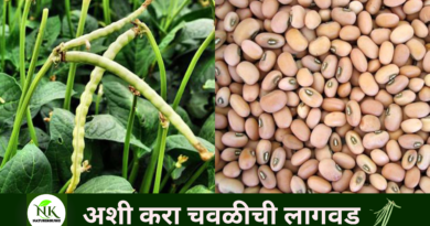 Plant cowpea like this naturekrushi.png