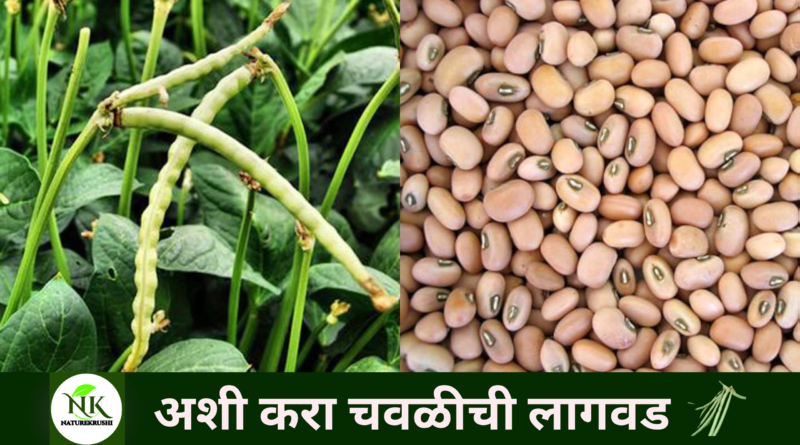 Plant cowpea like this naturekrushi.png