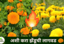 Plant marigold like this naturekrushi.png