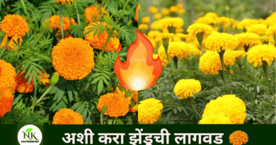 Plant marigold like this naturekrushi.png