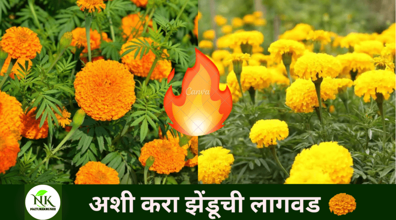 Plant marigold like this naturekrushi.png