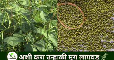 This-is-how-to-plant-summer-mung-beans-NATUREKRUSHI.png