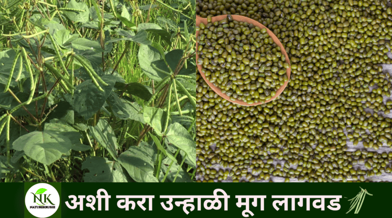 This-is-how-to-plant-summer-mung-beans-NATUREKRUSHI.png