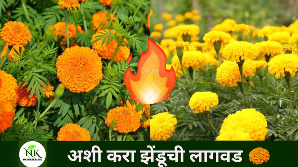 Zendu-Lagwad-In-Marathi-naturekrushi.jpg