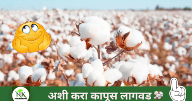 cotton-cultivation-naturekrushi.png