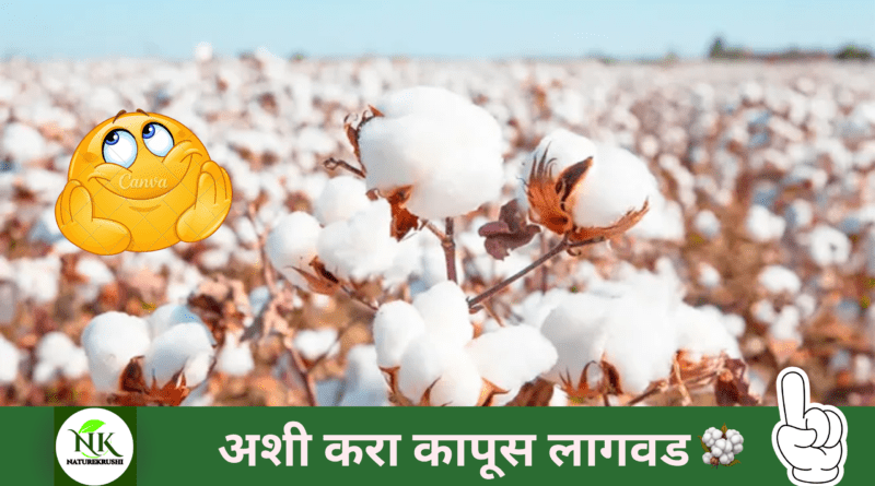 cotton-cultivation-naturekrushi.png