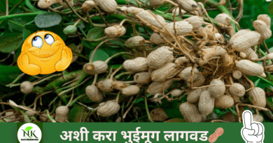 groundnut-cultivation-naturekrushi.png