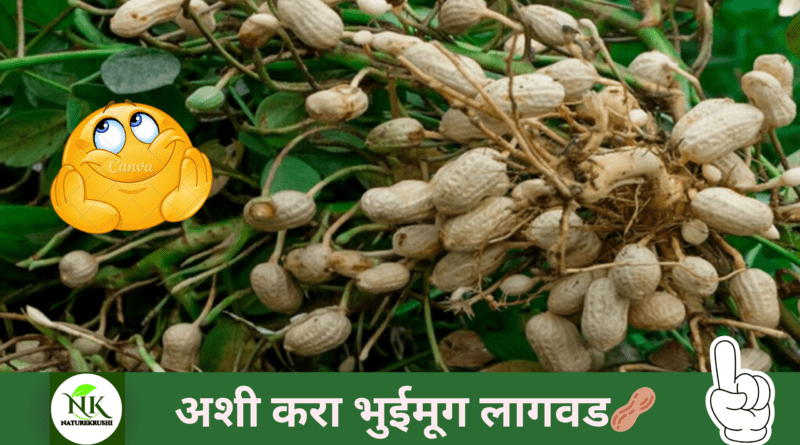 groundnut-cultivation-naturekrushi.png