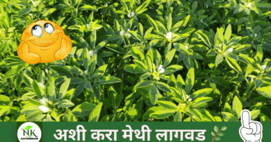 METHI-LAGWAD-IN-MARATHI-NATUREKRUSHI.png