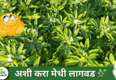 METHI-LAGWAD-IN-MARATHI-NATUREKRUSHI.png