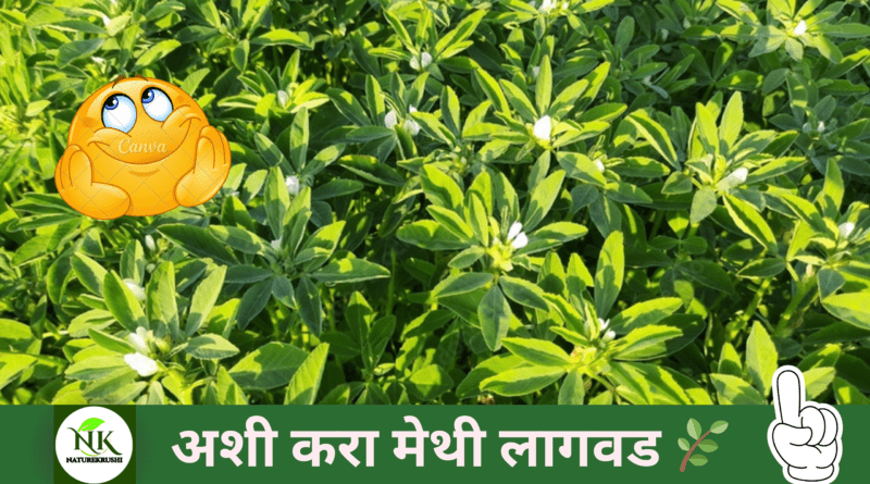 METHI-LAGWAD-IN-MARATHI-NATUREKRUSHI.png