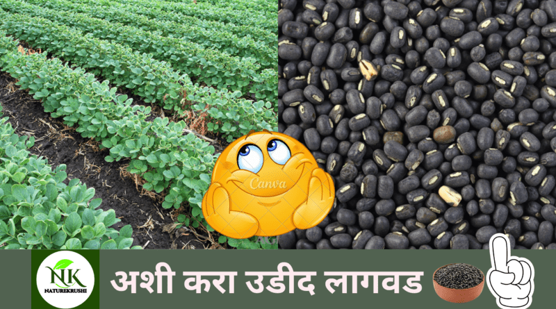 Udid lagvad in Marathi naturekrushi.png