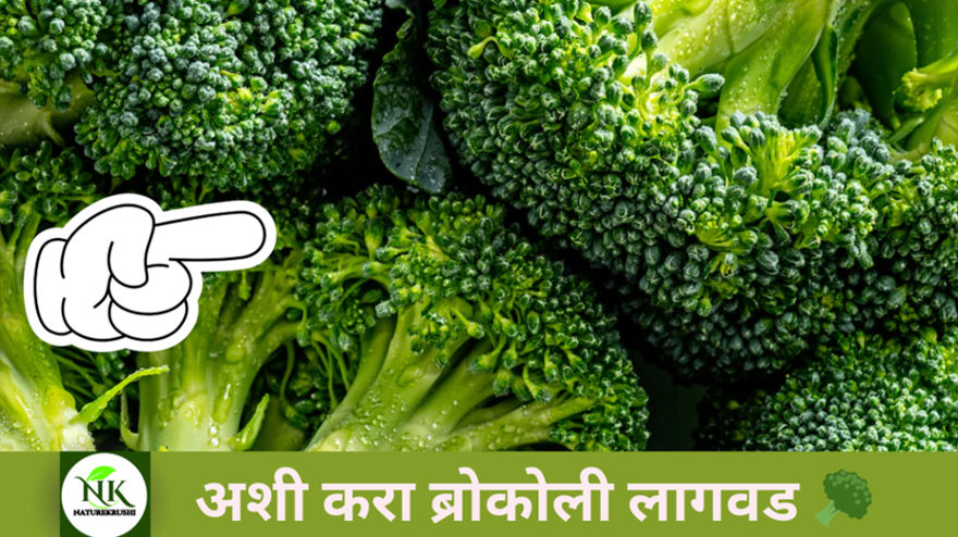 Brocoli Lagwad In Marathi naturekrushi.jpg