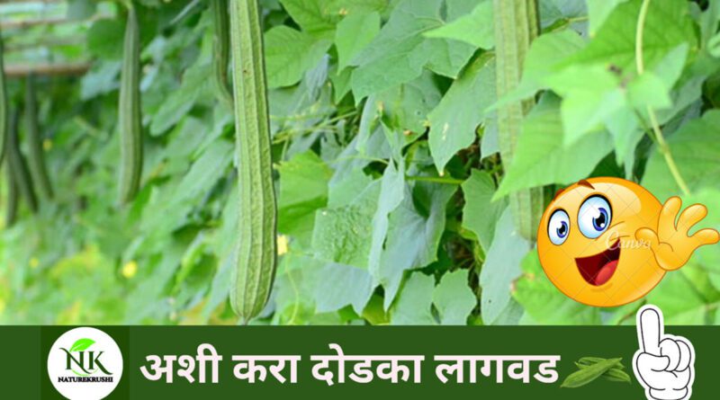 Cultivation-of-Dodka-naturekrushi.jpg