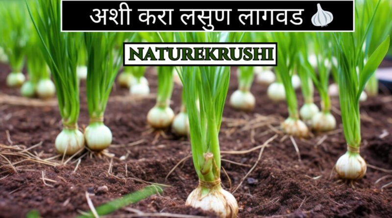Cultivation of Garlic naturekrushi