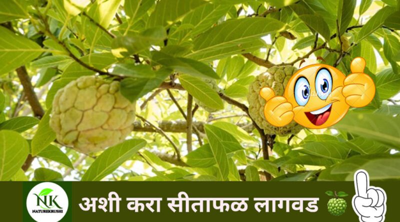 Cultivation-of-Sitafruit-naturekrushi.jpg