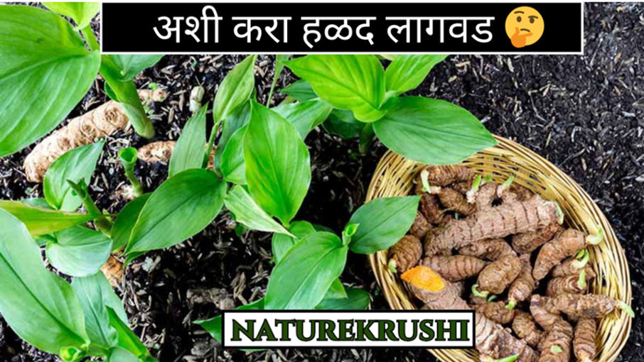 Cultivation-of-Termaric-plant-NATUREKRUSHI-1.jpg