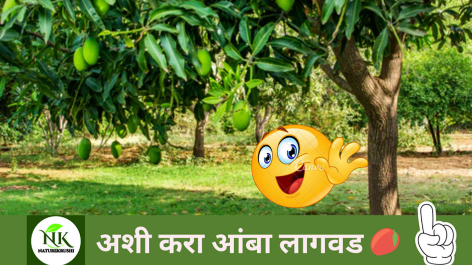 Aamba Lagwad In Marathi naturekrushi