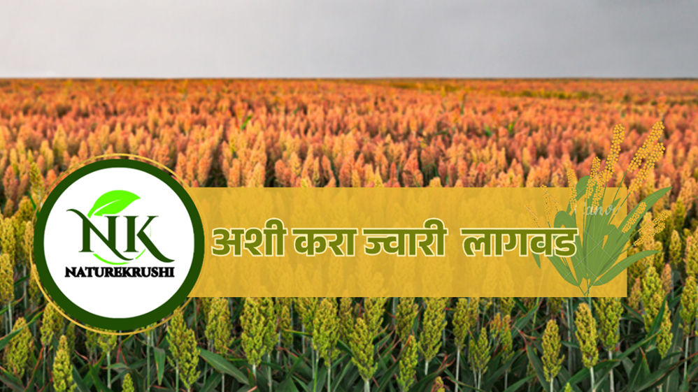 Planting-sorghum-like-this-naturekrushi.jpg