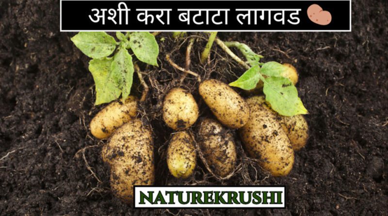 Potato-planting-naturekrushi.jpg