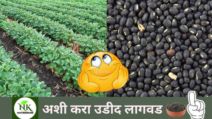 Udid lagvad in Marathi naturekrushi