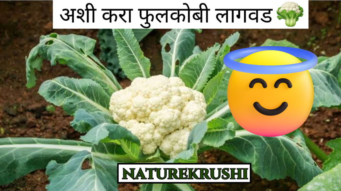 cultivation-of-cauliflower-naturekrushi.jpg