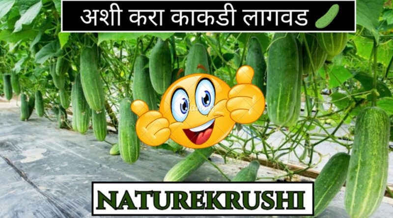Cultivation-of-fig-naturekrushi.jpg