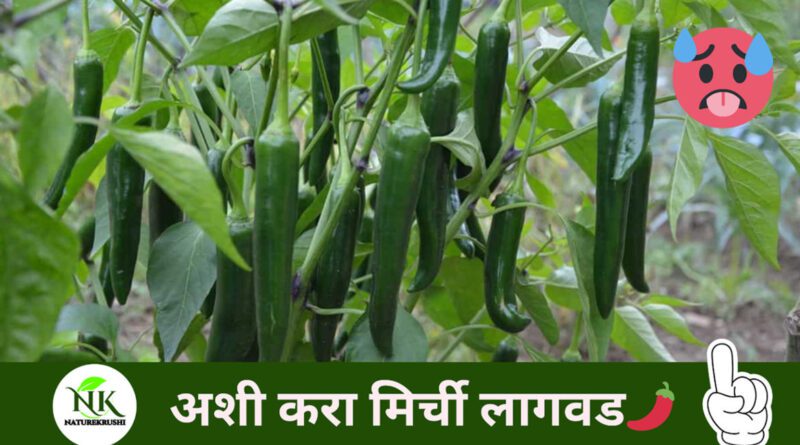green-chilli-naturekrushi.jpg