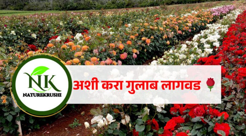 gulab lagvad in marathi NATUREKRUSHI